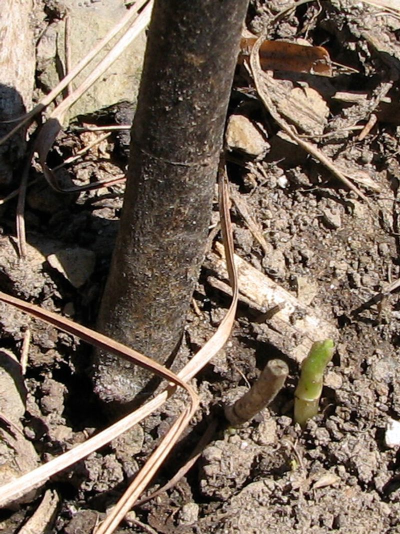 Help New Plants Establish Before You Step Back