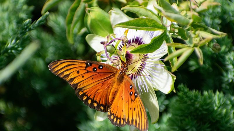 Give Gulf Fritillaries Sun And Zebra Longwings Shelter