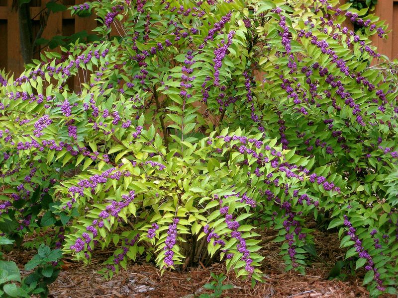 Prune For New Growth, Not Mosquito Control