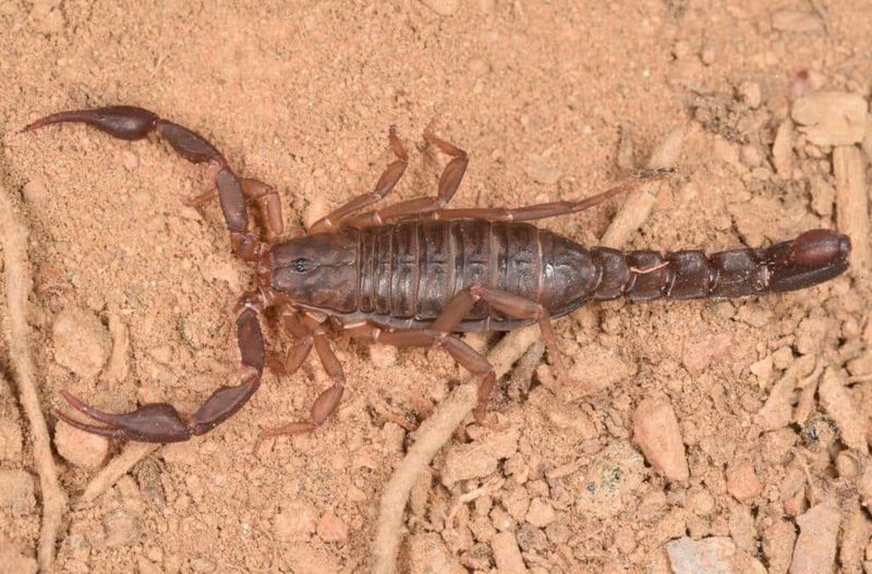 Use Home Exclusion For Scorpions