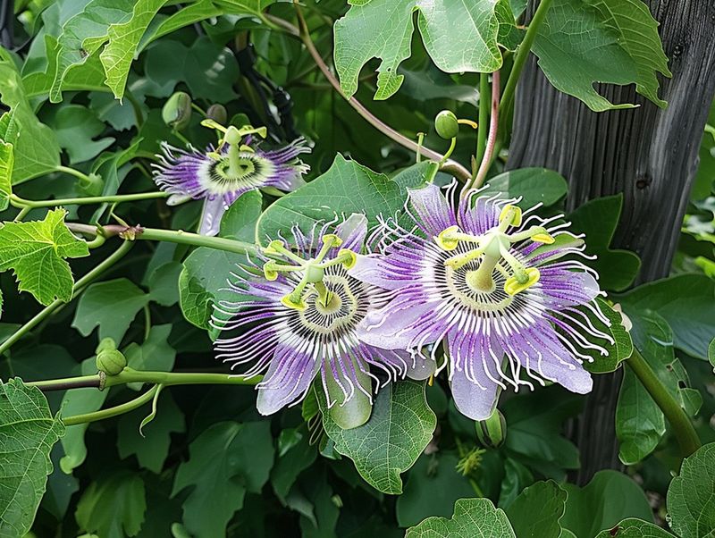Contain A Native Vine That Wants To Roam