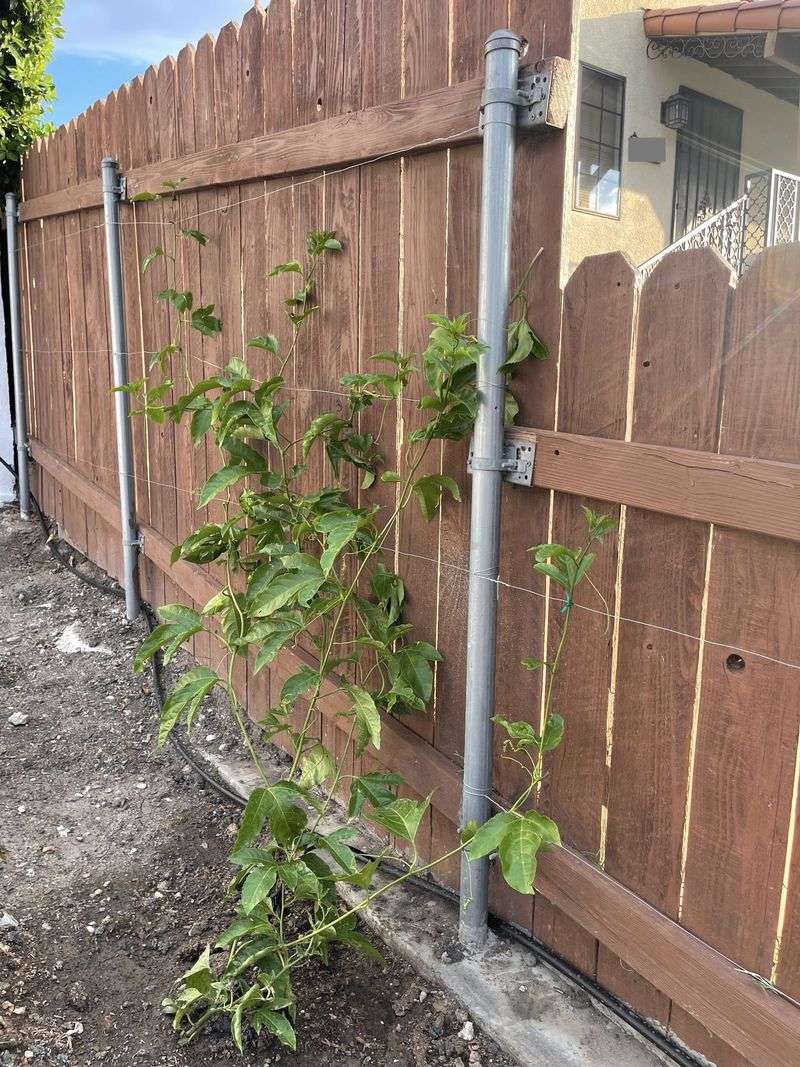 Plant The Vine Where Growth And Safety Stay Manageable