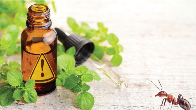 Essential Oils Are Not Living Pest Barriers
