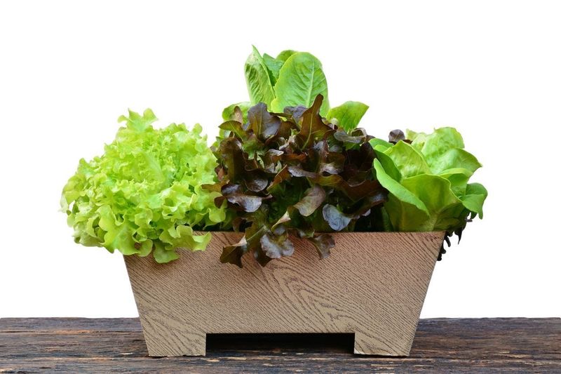 Sow Baby Greens Densely