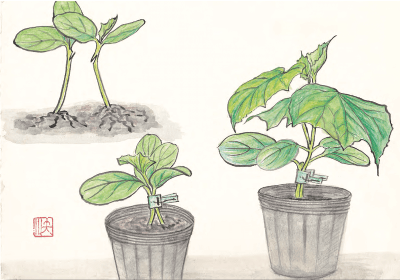 Use an Approach Graft While Both Plants Stay Rooted