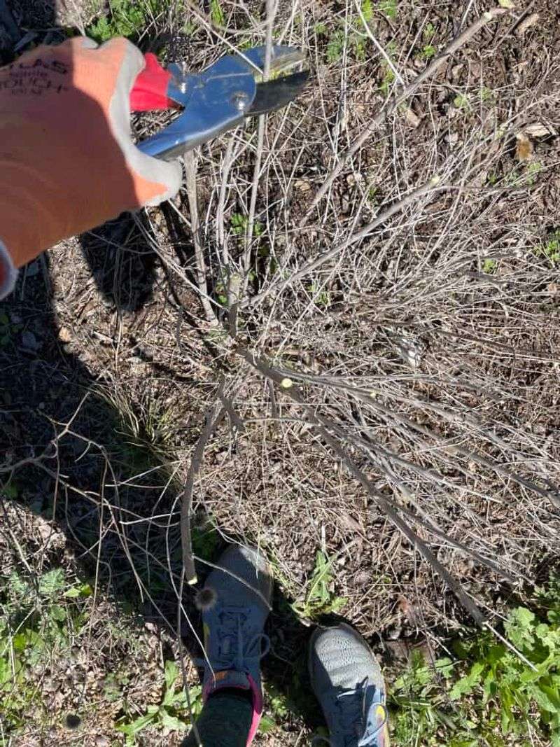 Prune After Frost, Not Before It