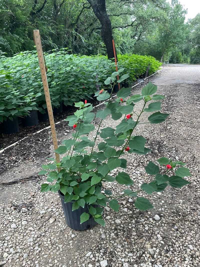 Give The Roots A Proper Container