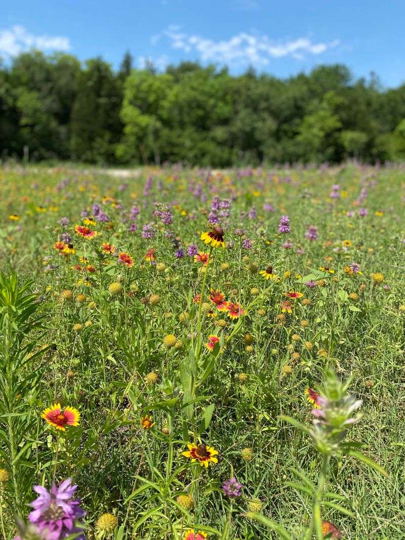 Establish A Meadow Before You Expect One