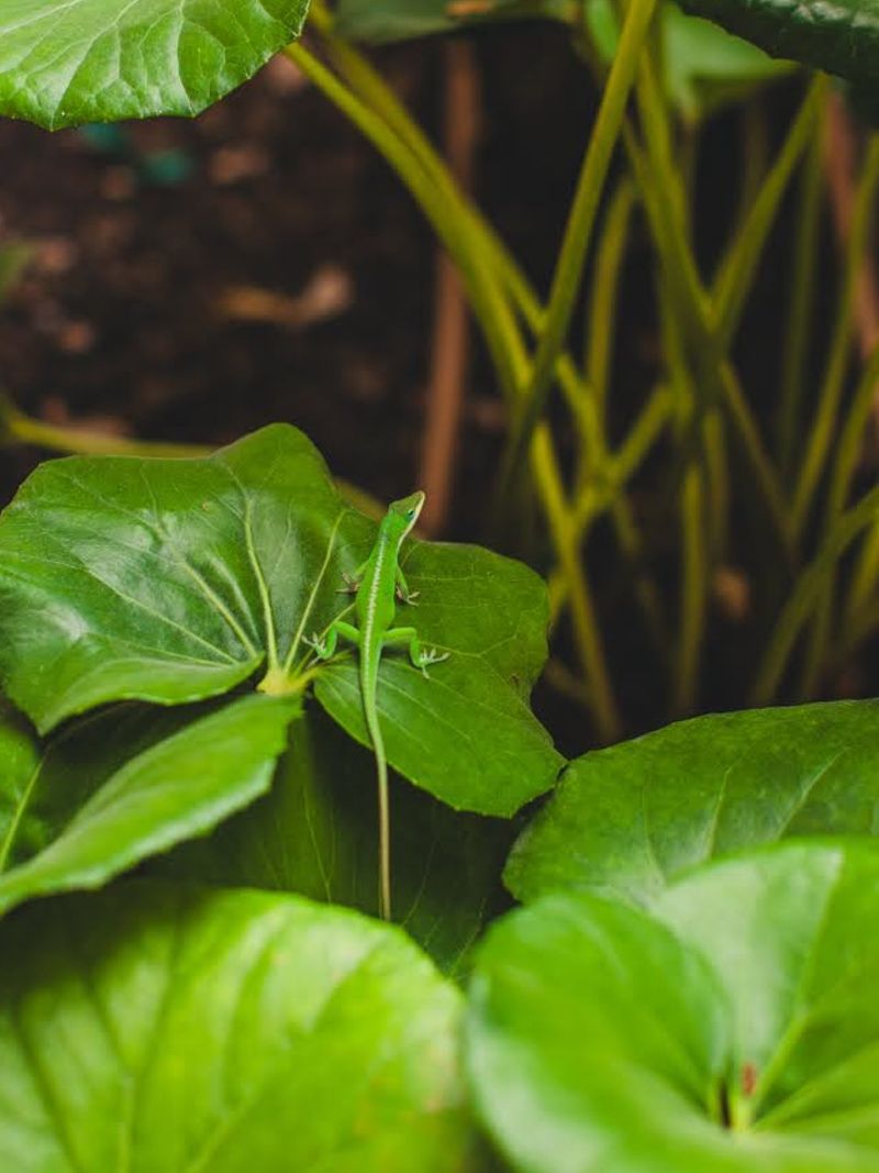 Offer Foliage Moisture Without Creating Mosquito Water
