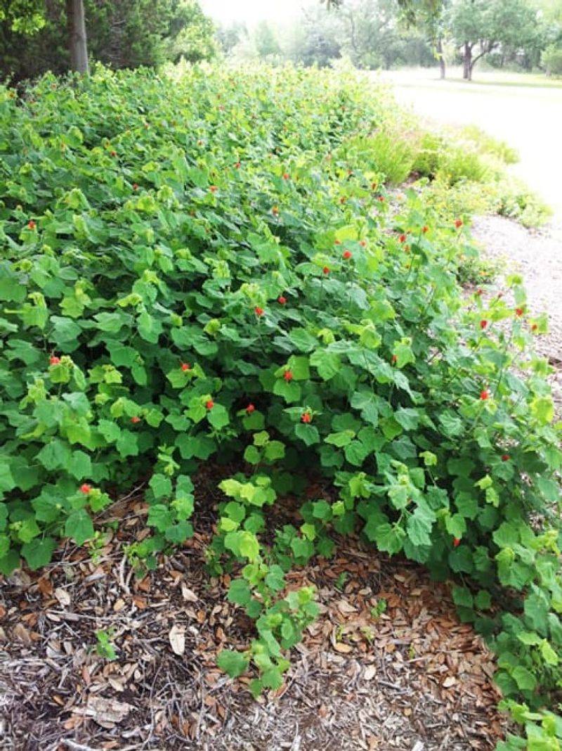 Establish The Roots Before Relying On Drought Tolerance
