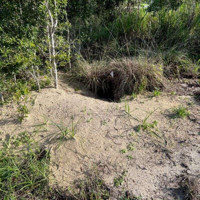Create A Forage Patch Without Creating New Risks