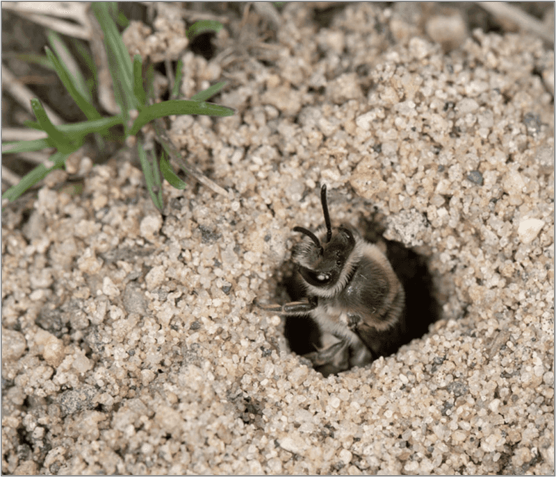 Add Nesting And Overwintering Space