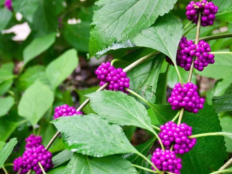Use Beautyberry Where Salt Exposure Is Low