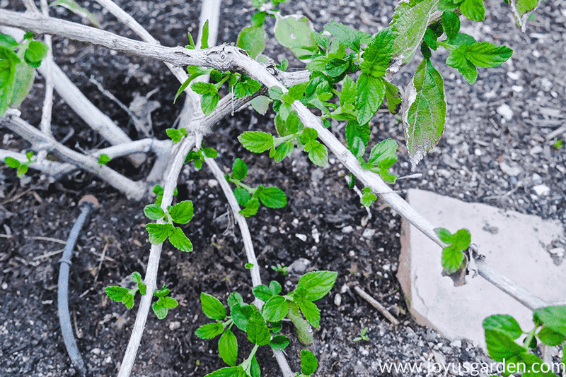 Prune In Early Spring And Assess Freeze Damage First
