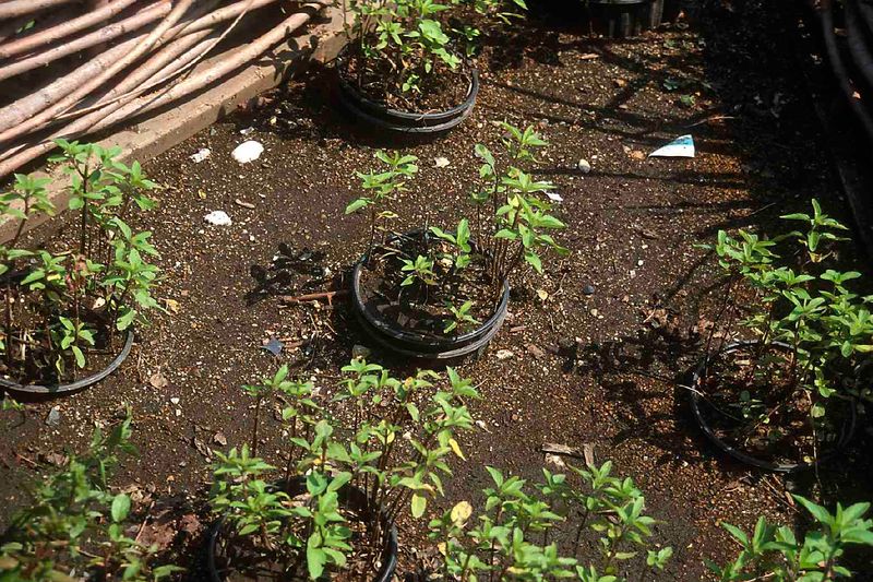 Plan for Rhizomes Before They Travel