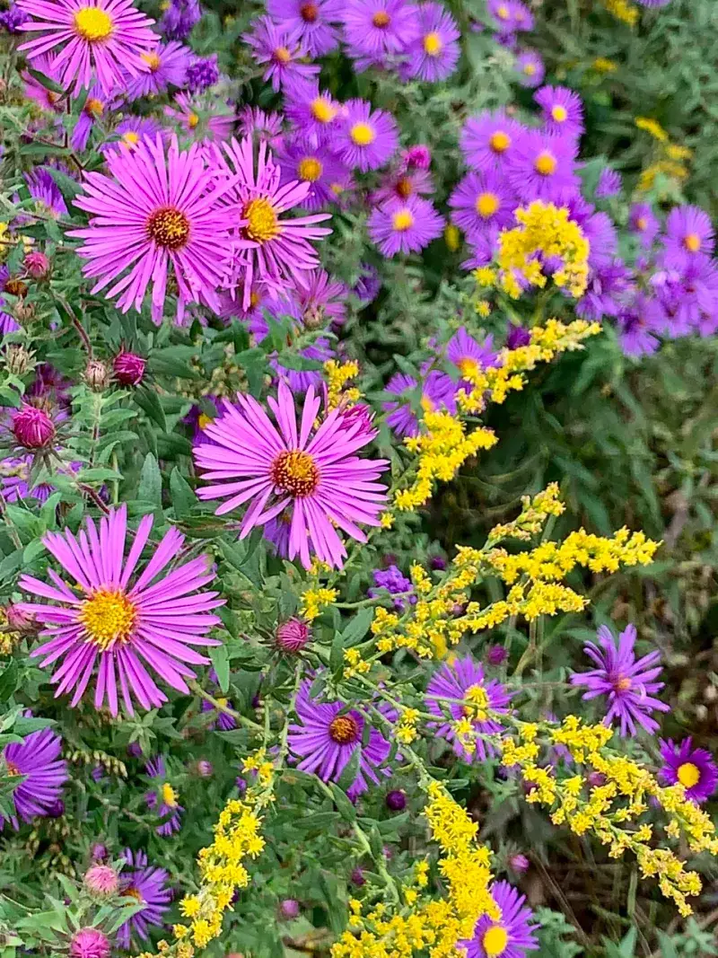 Match The Plant To Pennsylvania’s Local Conditions