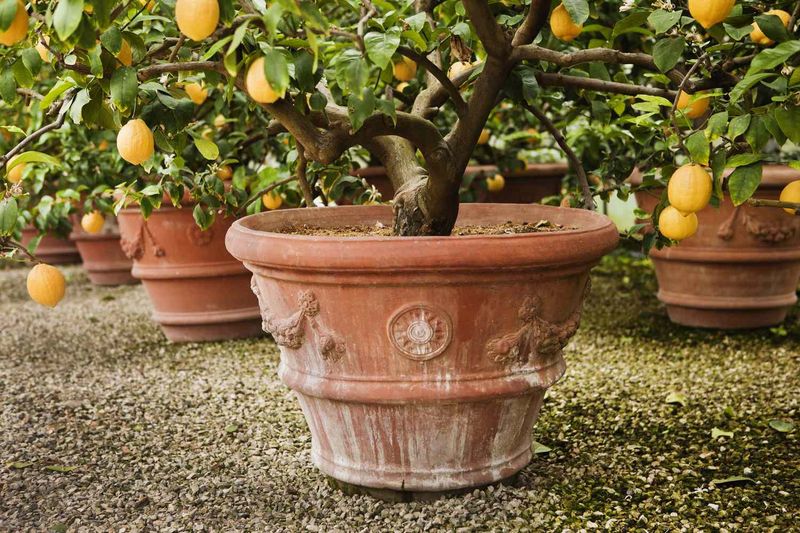 Right-Size Your Container To Avoid Rootbound Woes
