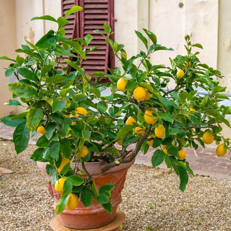 Give Your Lemon Tree Just Enough Sun, And Maybe A Little Shade