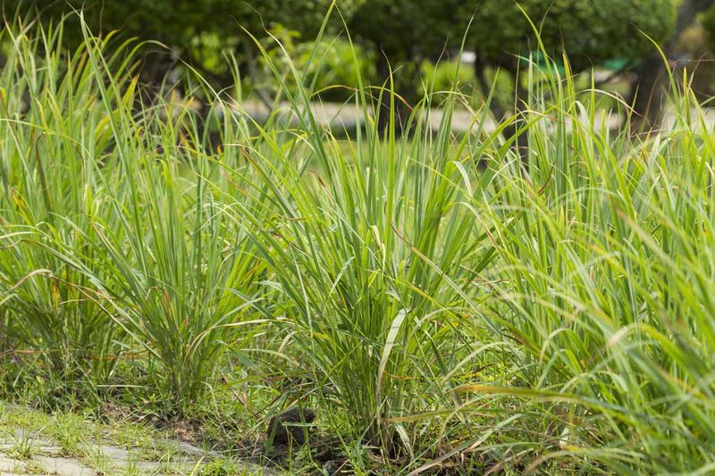 Florida’s Regions Change How Lemongrass Performs