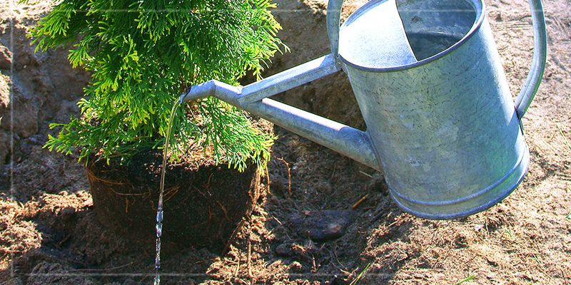 Low Water Starts After Establishment