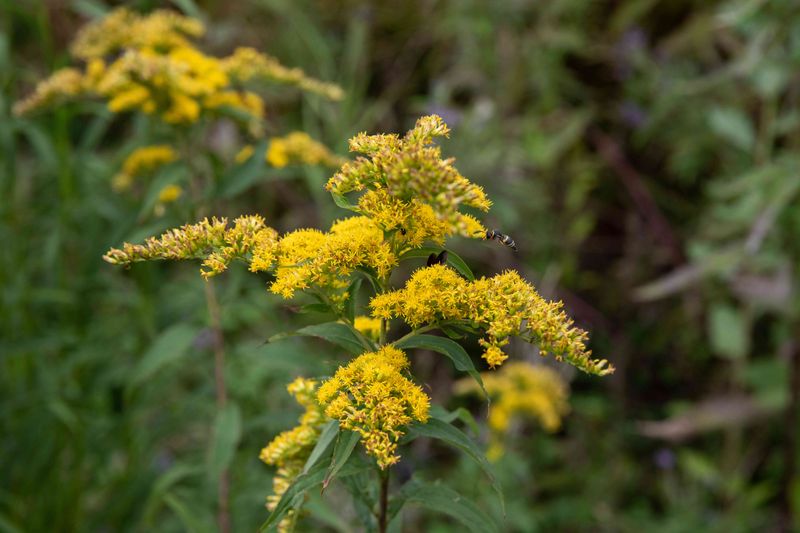 Match Goldenrod To Light Soil And Moisture