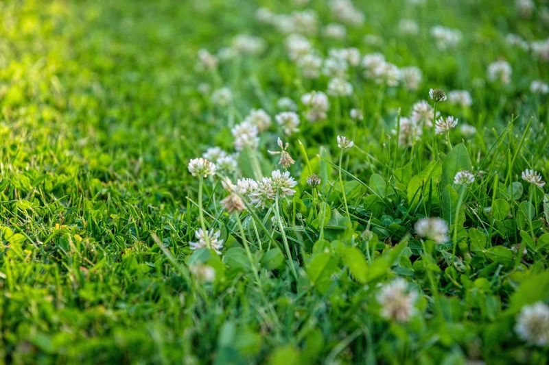 Map Traffic and Flowering Before You Plant