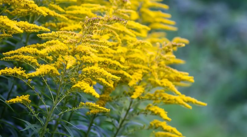 Plant Goldenrod for Light, Soil, and Space