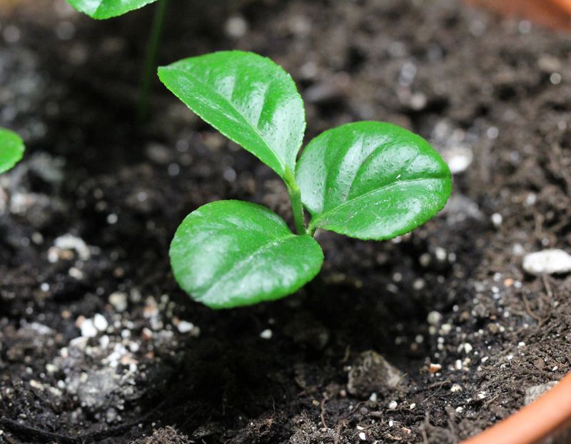 Plant the Seed in Warm, Moist Mix
