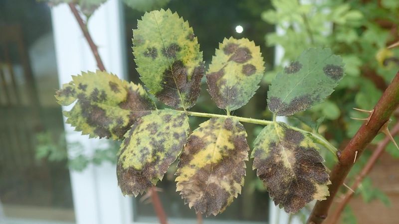 Disease Resistance Depends on Cultivar and Climate