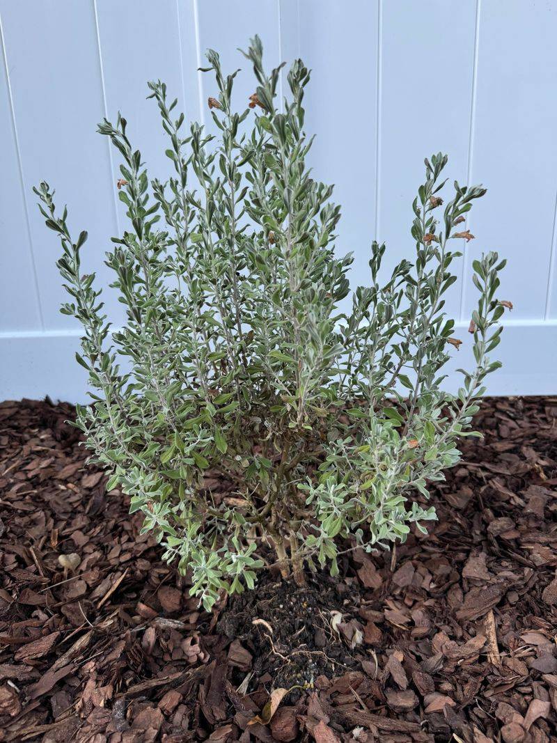 Water for Establishment, Then Watch the Soil