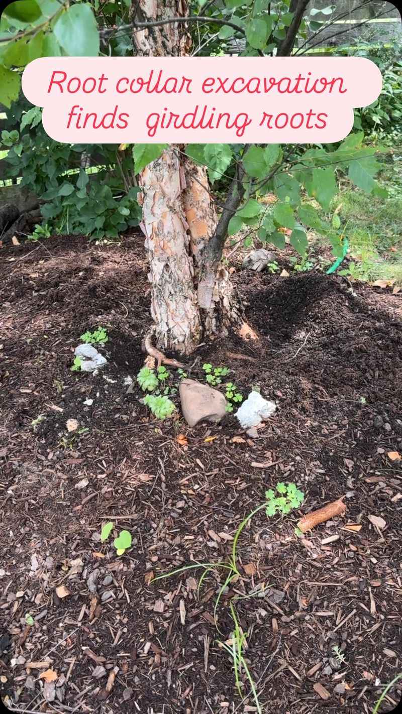 Plant and Water It for Strong Roots