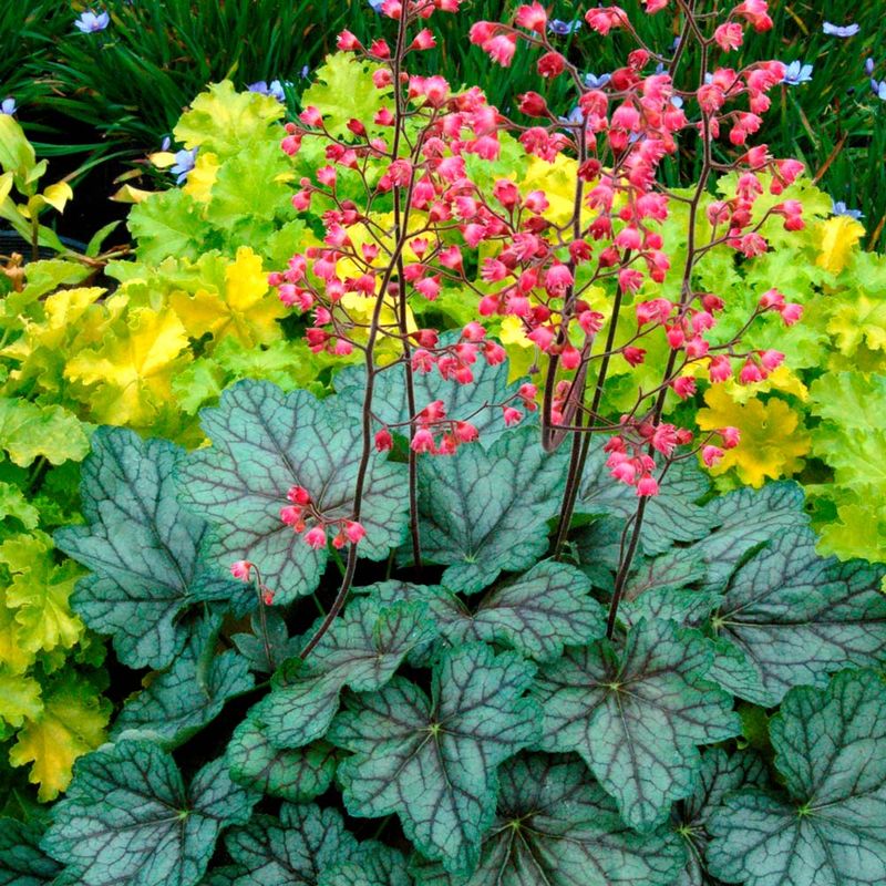 Heuchera Paints Shade With Colored Leaves