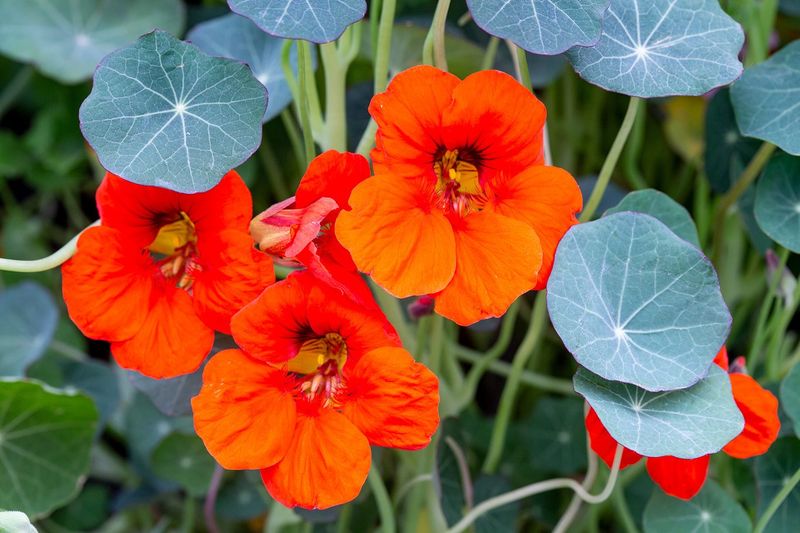 Nasturtiums Offer A Spicy Surprise