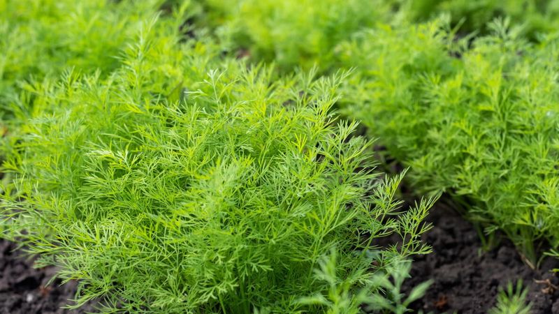Dill Offers Delicate Flavor For Comfort Food