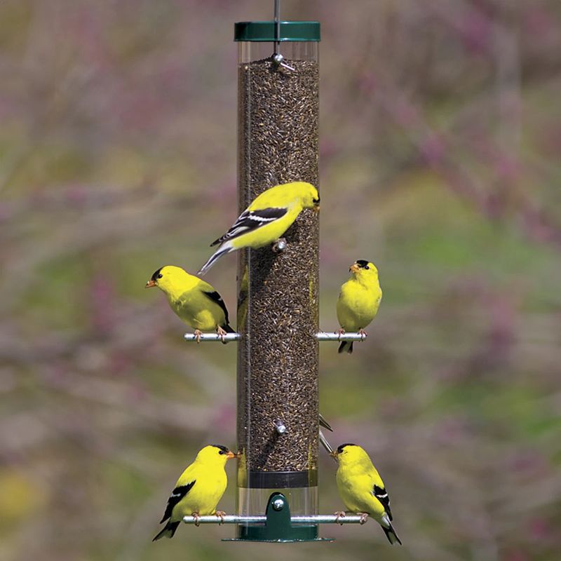 Feeders Need Care and Safer Windows