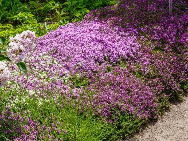 Plant For A Future Carpet