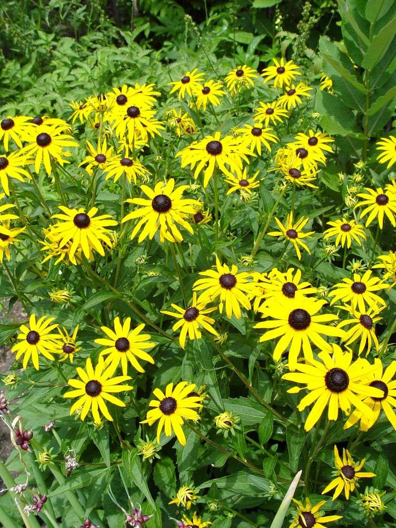 Choose Native Plants For The Actual Site