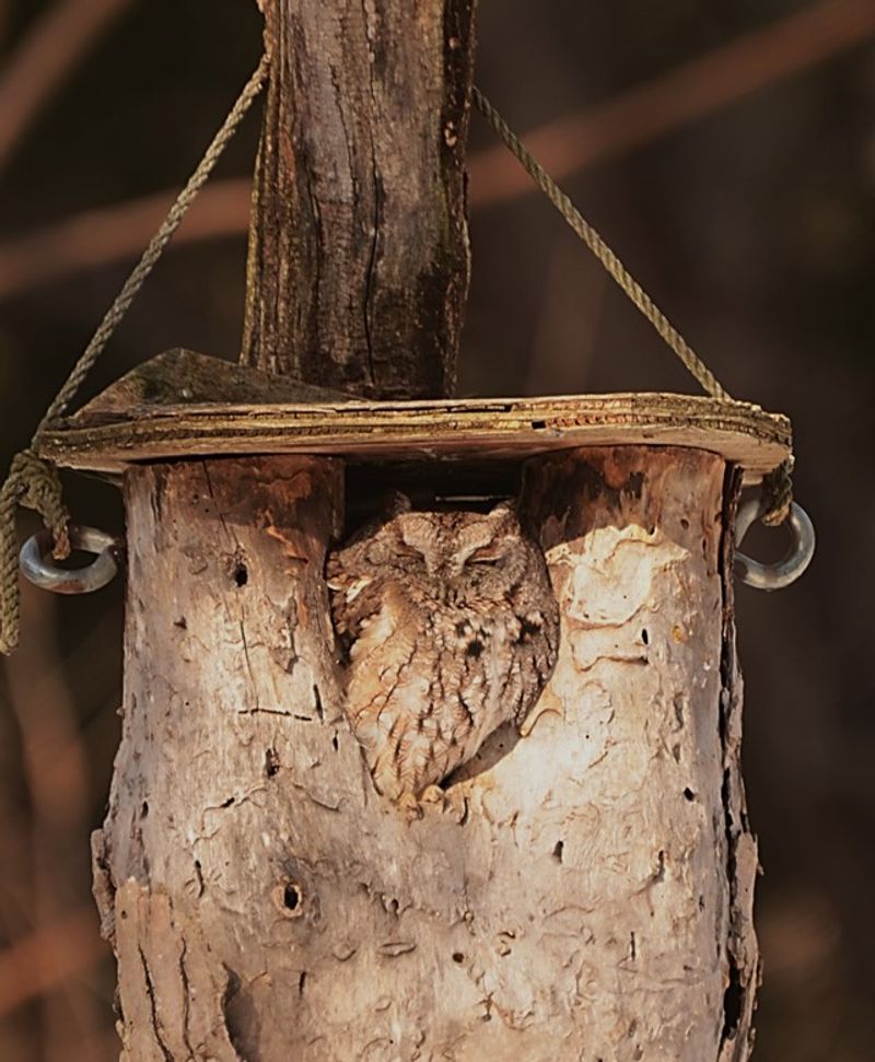 Use the Owl as One Layer