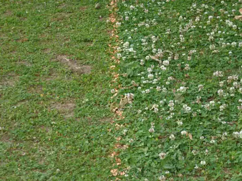 Climate, Traffic, And Bees Set The Limits