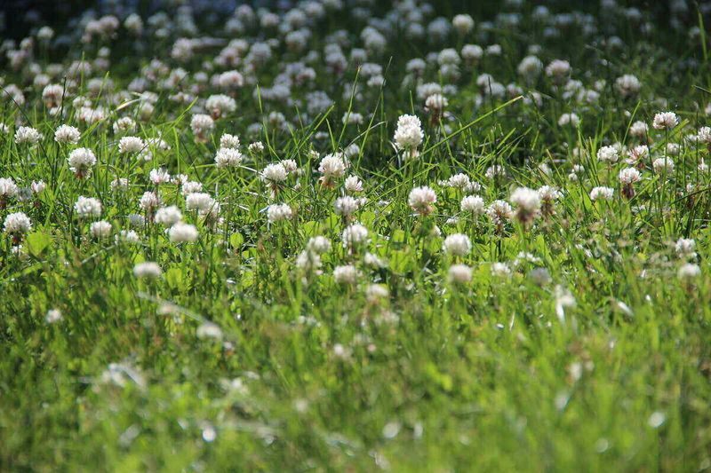 White Clover Is A Lawn Option, Not A Lawn Verdict