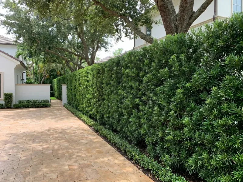 Podocarpus Delivers A Formal, Narrow Screen