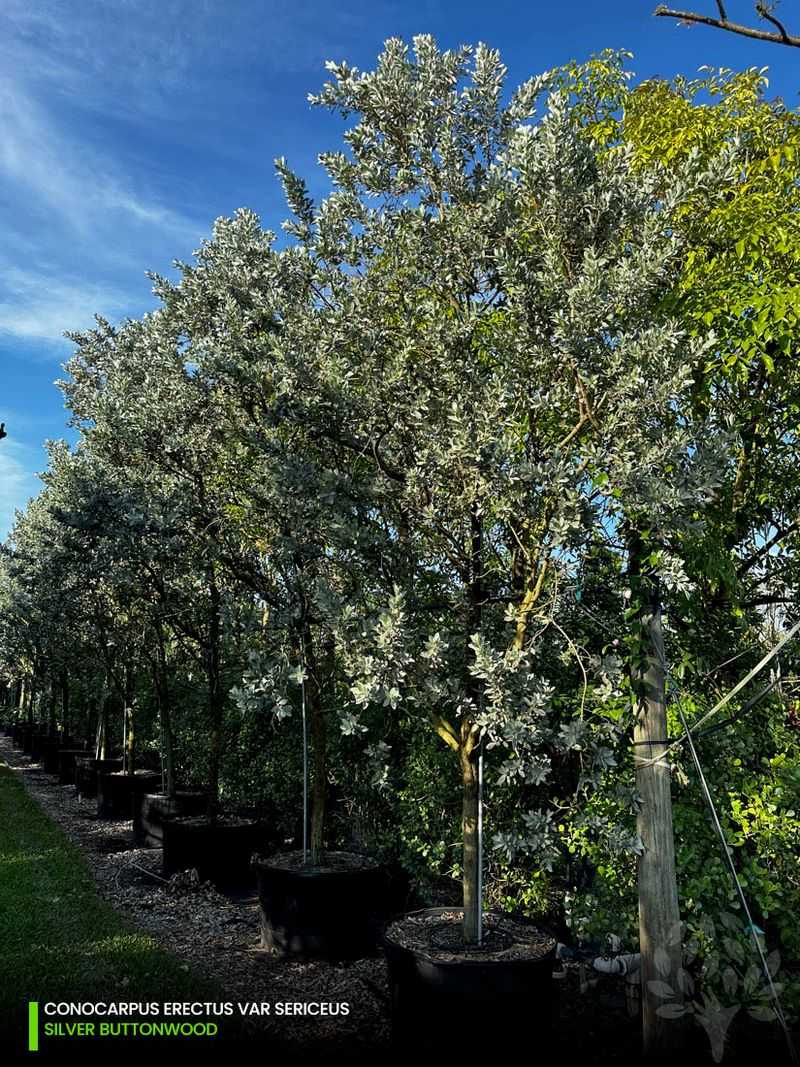 Buttonwood, Silver Foliage And A Sturdy Screen