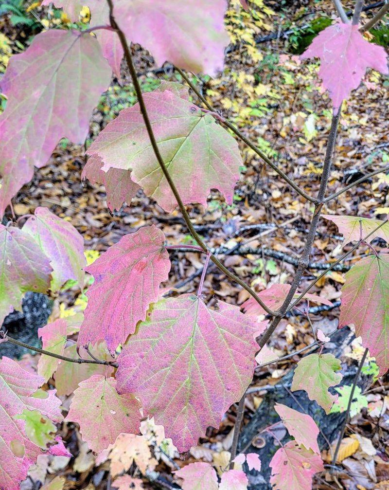 Leaf Litter Offers Shelter, Not A Guarantee