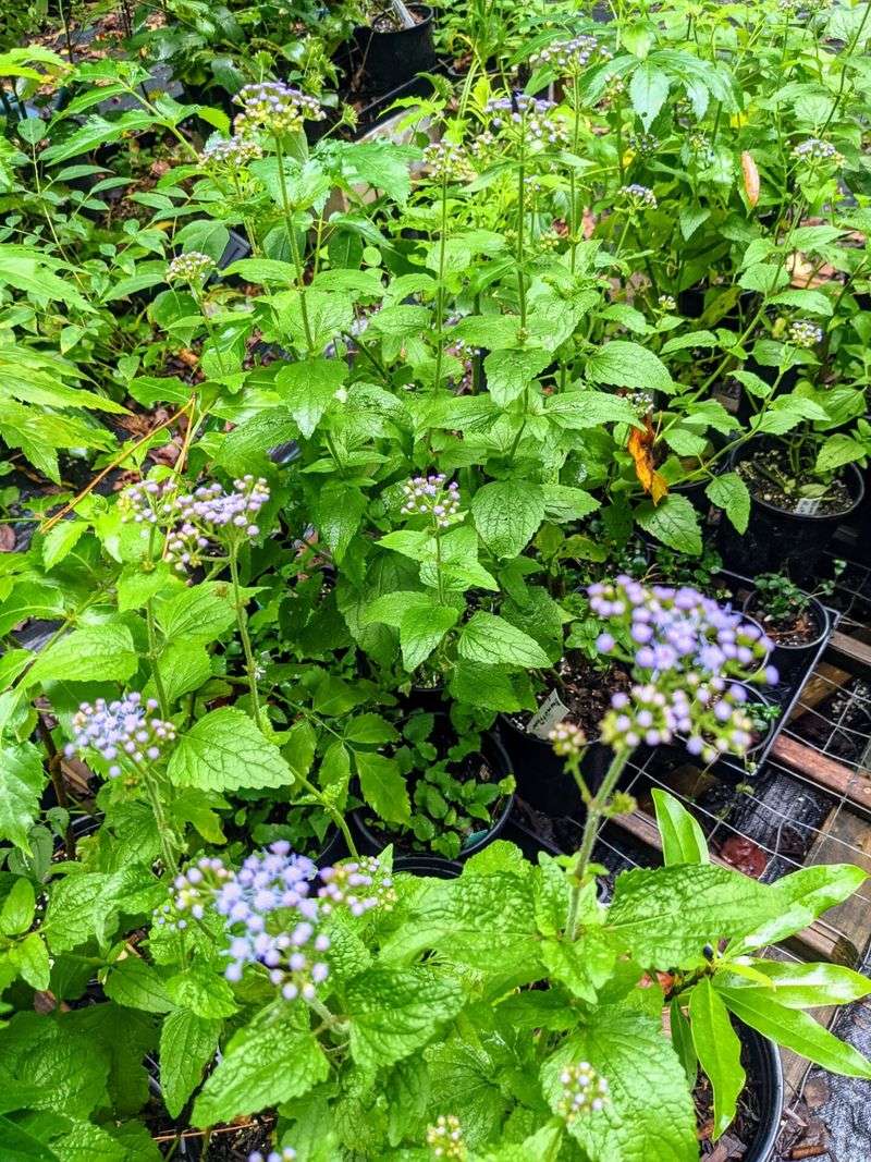 Fiddletree Farm's Seed-Grown Plugs In Winston-Salem