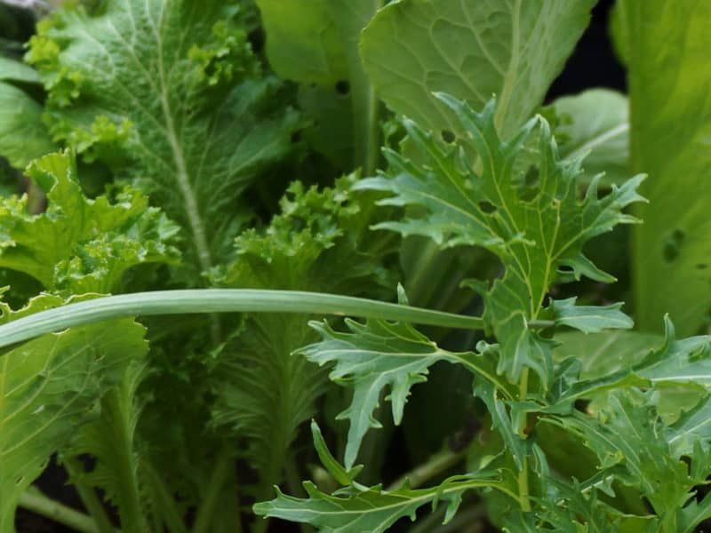 Mustard Greens Deliver Fast Peppery Rewards