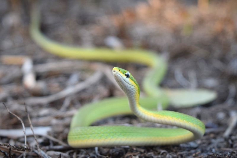 Give The Snake Space And A Clear Way Out