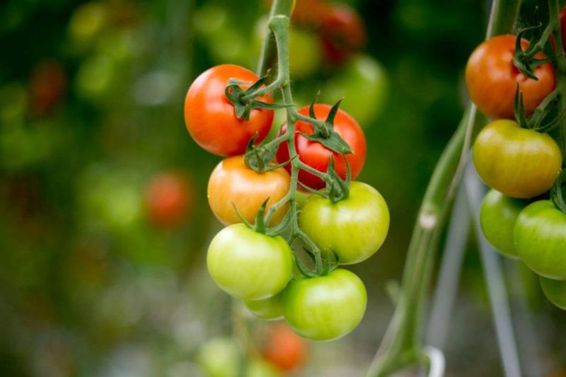 Harvest When The Tomato Begins To Change Color