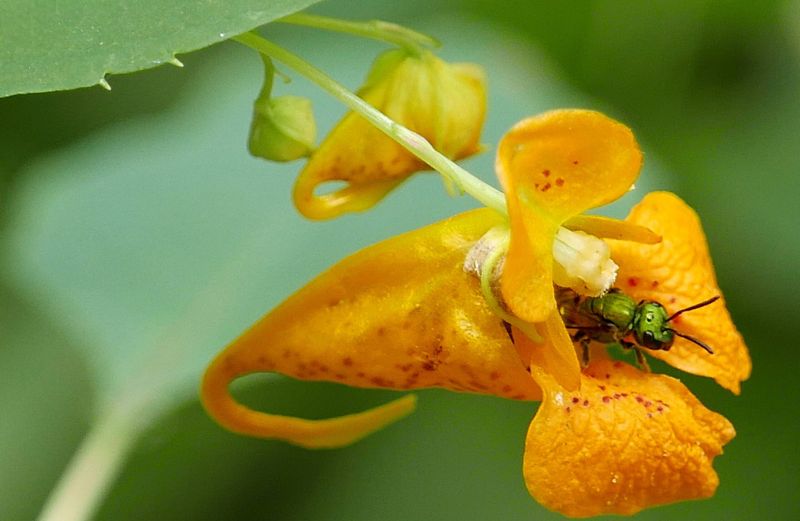 Jewelweed Brings Bright, Popping Color To Your Wettest Shade