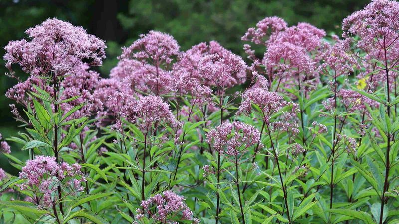 Joe Pye Weed
