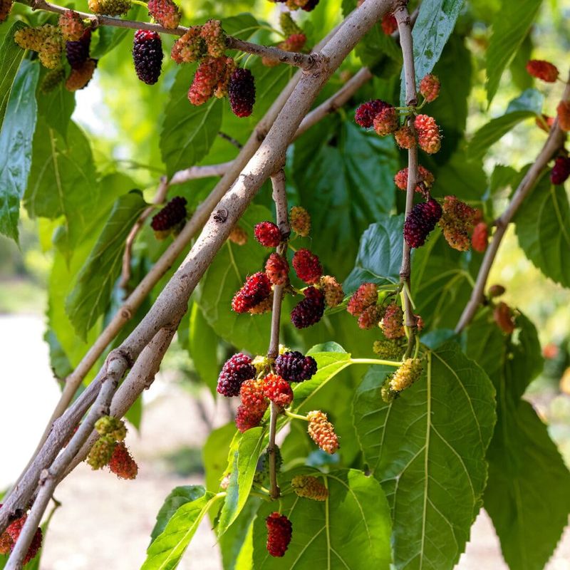 Red Mulberry